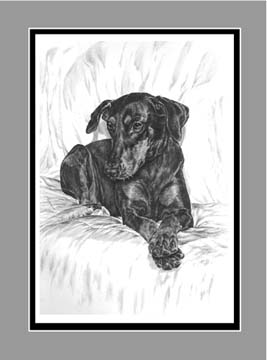 doberman natural ears print black white