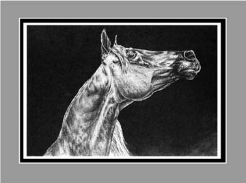 arabian horse portrait black white