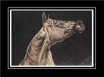 arabian horse portrait color