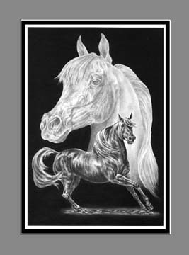 arabian horse print black white