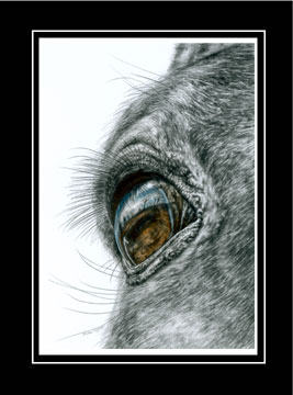 eye of horse print color