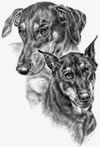 doberman pinscher note card