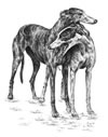greyhound note card