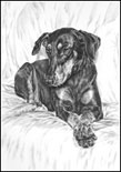 doberman note cards