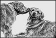 golden retriever note card