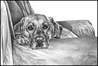 labrador dog note card
