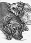lab dogs note card