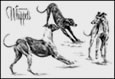 whippet dog note card