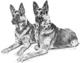 two german shepherd dogs notes