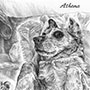 Custom drawing of rescue Beagle in pencil
